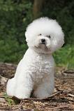 BICHON FRISE 177